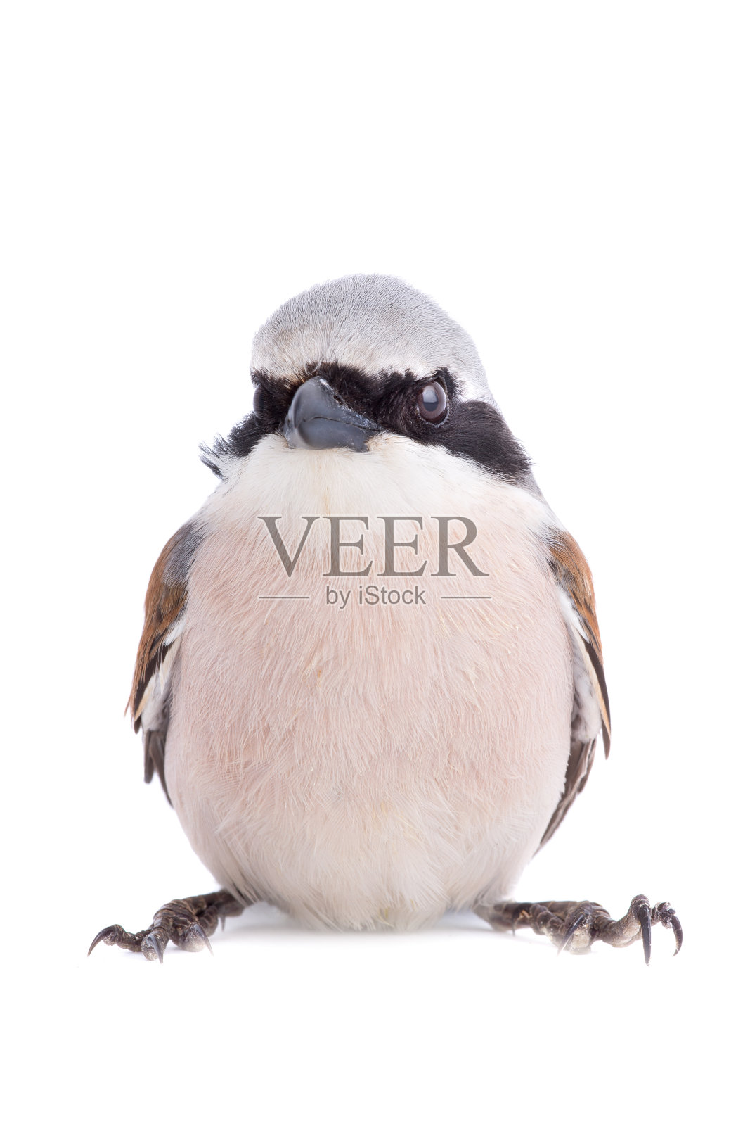 孤立在白色上的红背伯劳鸟照片摄影图片