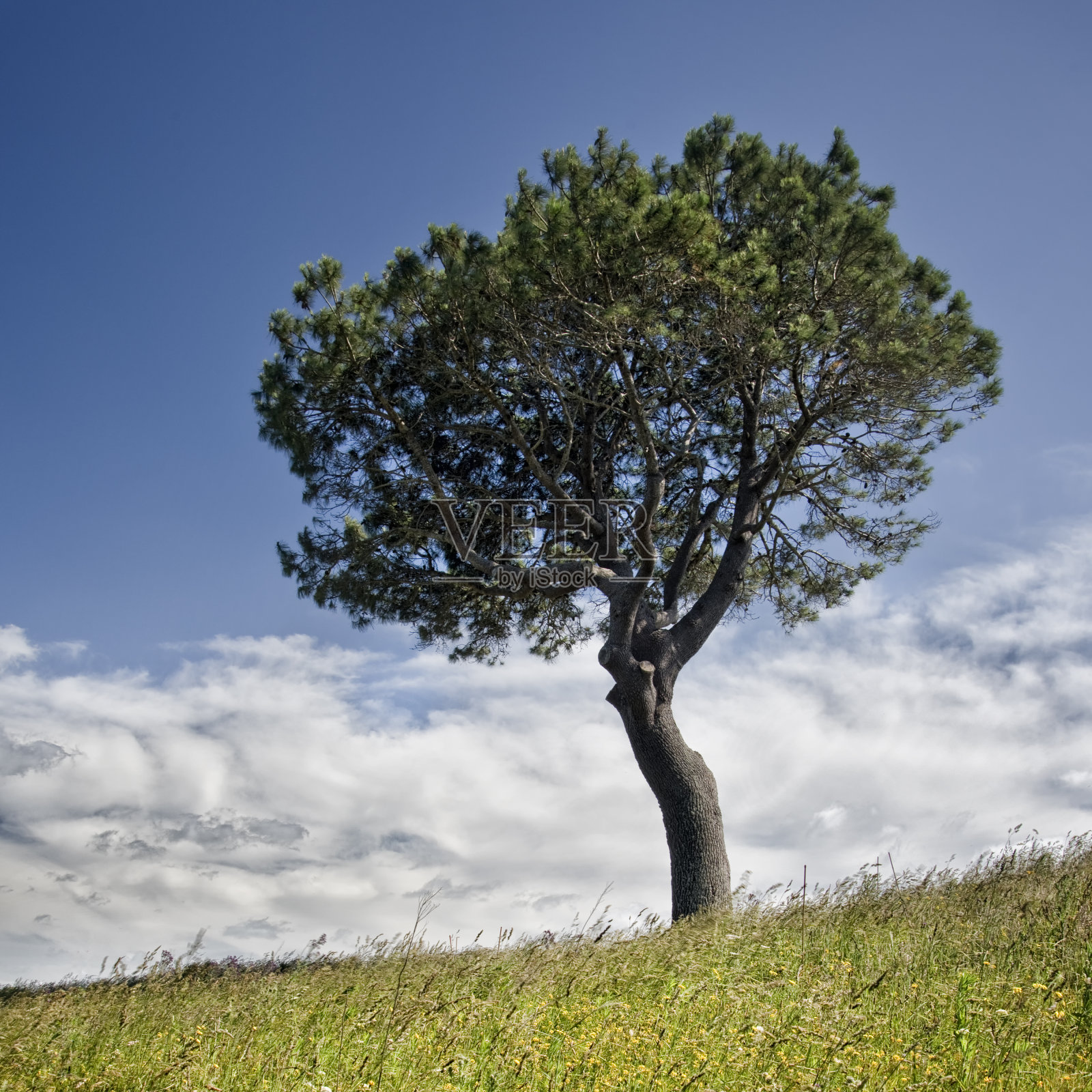 孤独的松树照片摄影图片
