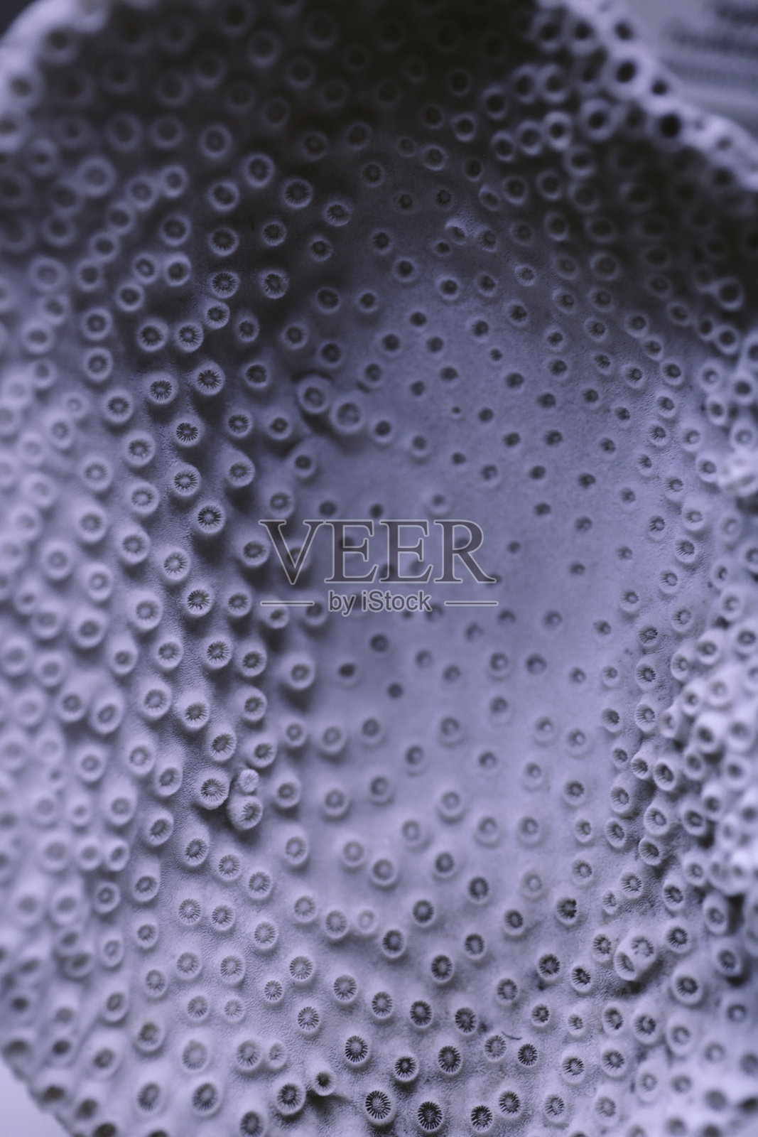 珊瑚化石照片摄影图片