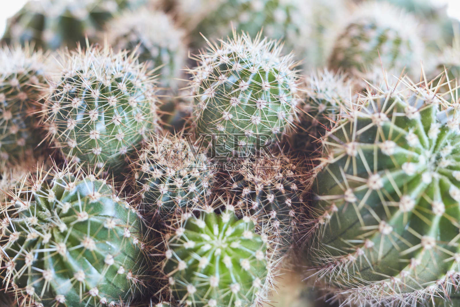 特写仙人掌照片摄影图片