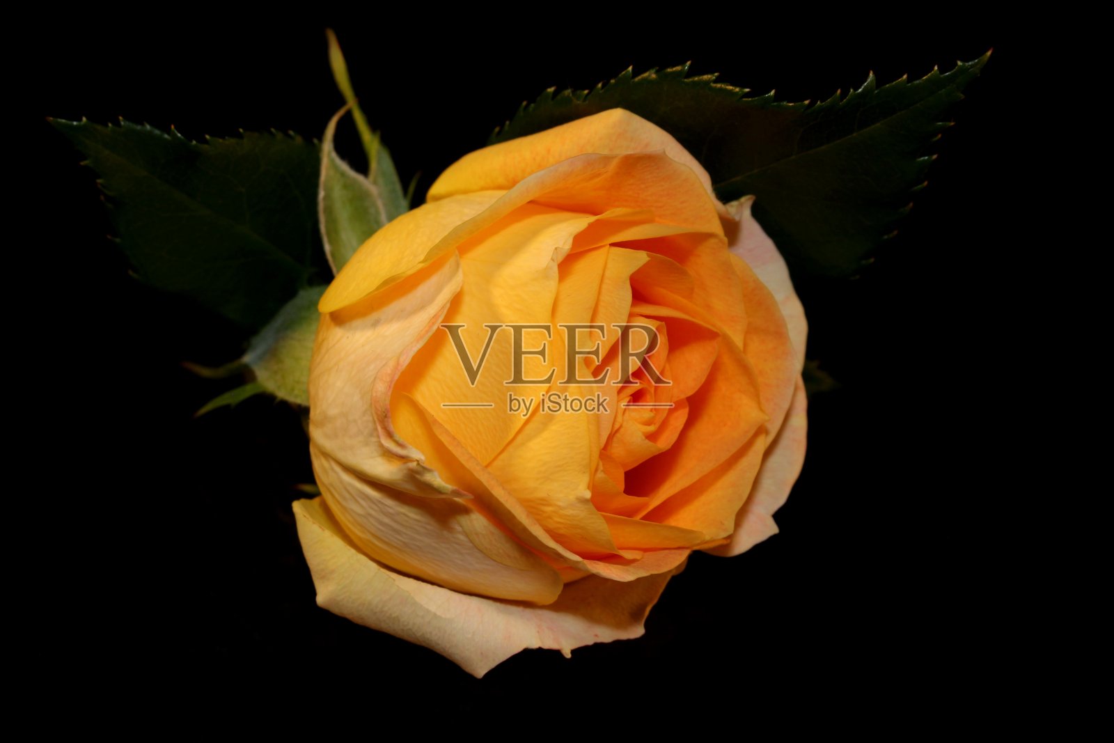 玫瑰照片摄影图片