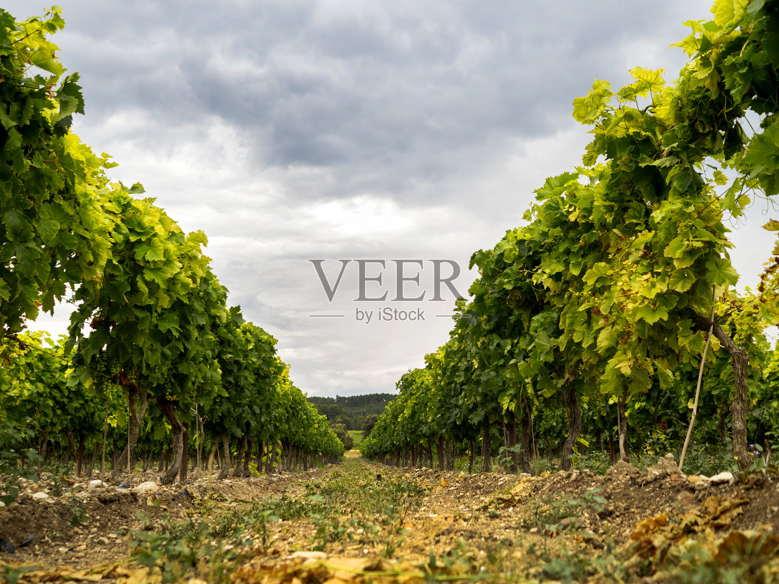 葡萄园在一个多云的日子在秋天照片摄影图片