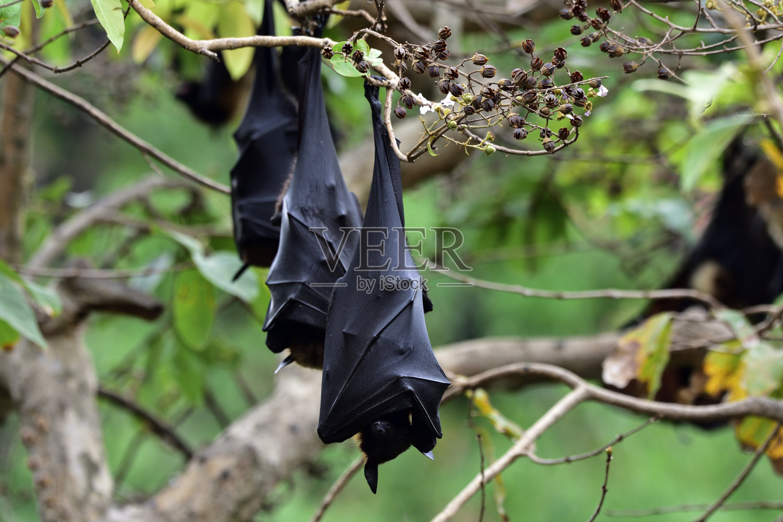 许多莱尔的飞狐(Pteropus lylei)大果蝠在白天睡觉时用翅膀遮住身体，从树枝上向下悬挂，以躲避强烈的阳光照片摄影图片