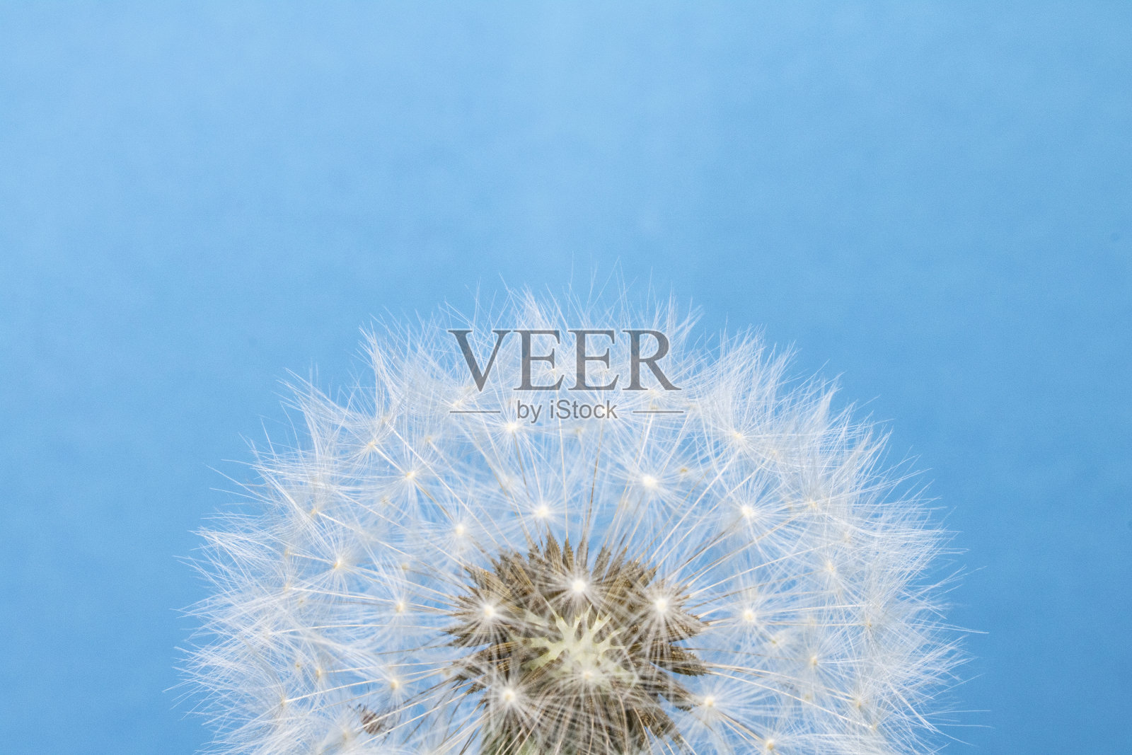 蒲公英种子头膨胀球近距离上的蓝色抽象背景照片摄影图片