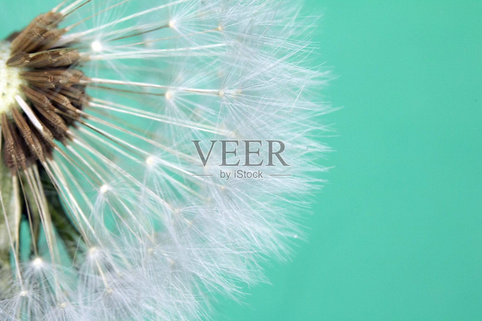 蒲公英种子头膨胀球近距离上的蓝色抽象背景照片摄影图片