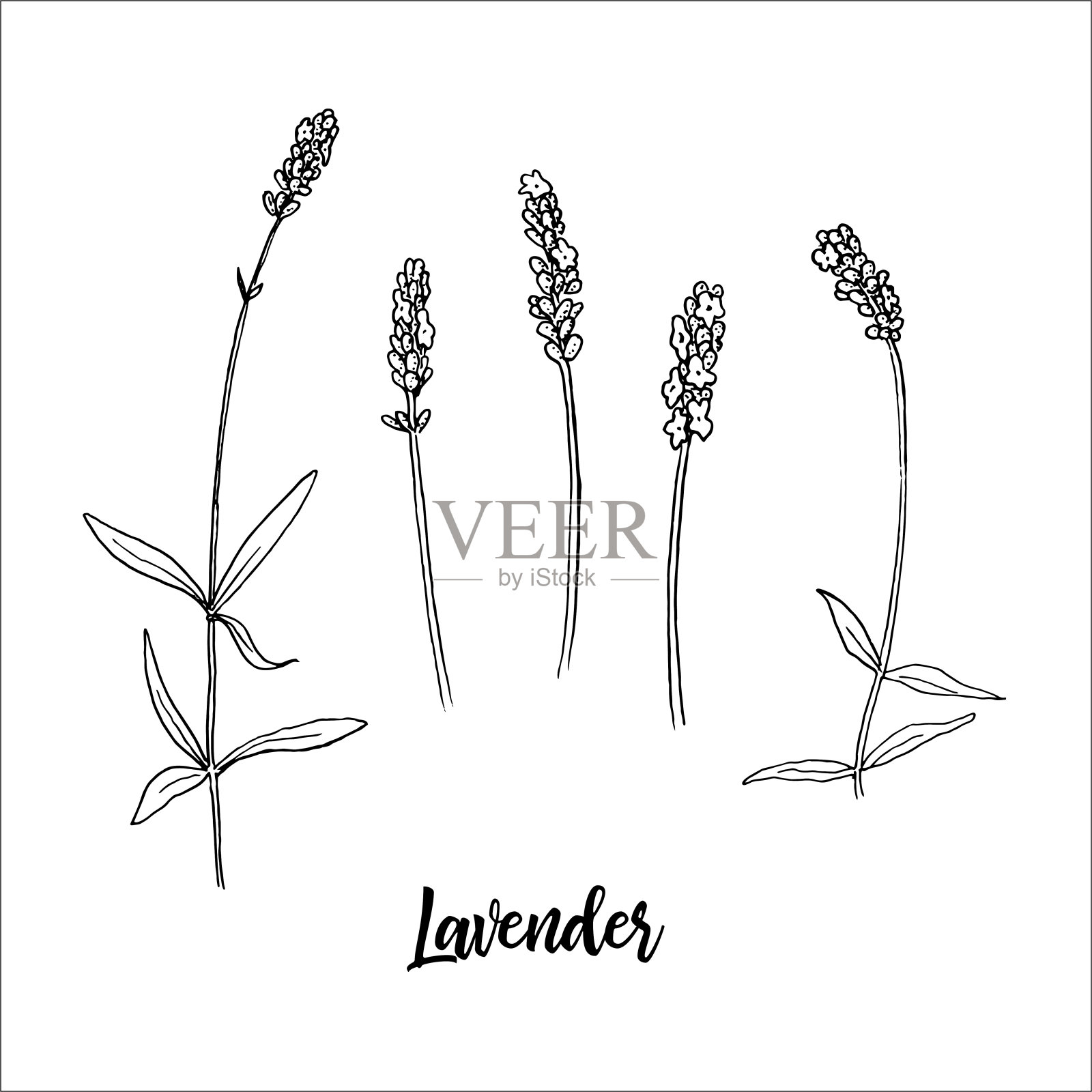 薰衣草花的茎和头开花。一束薰衣草花。水墨笔素描风格。矢量插图。插画图片素材