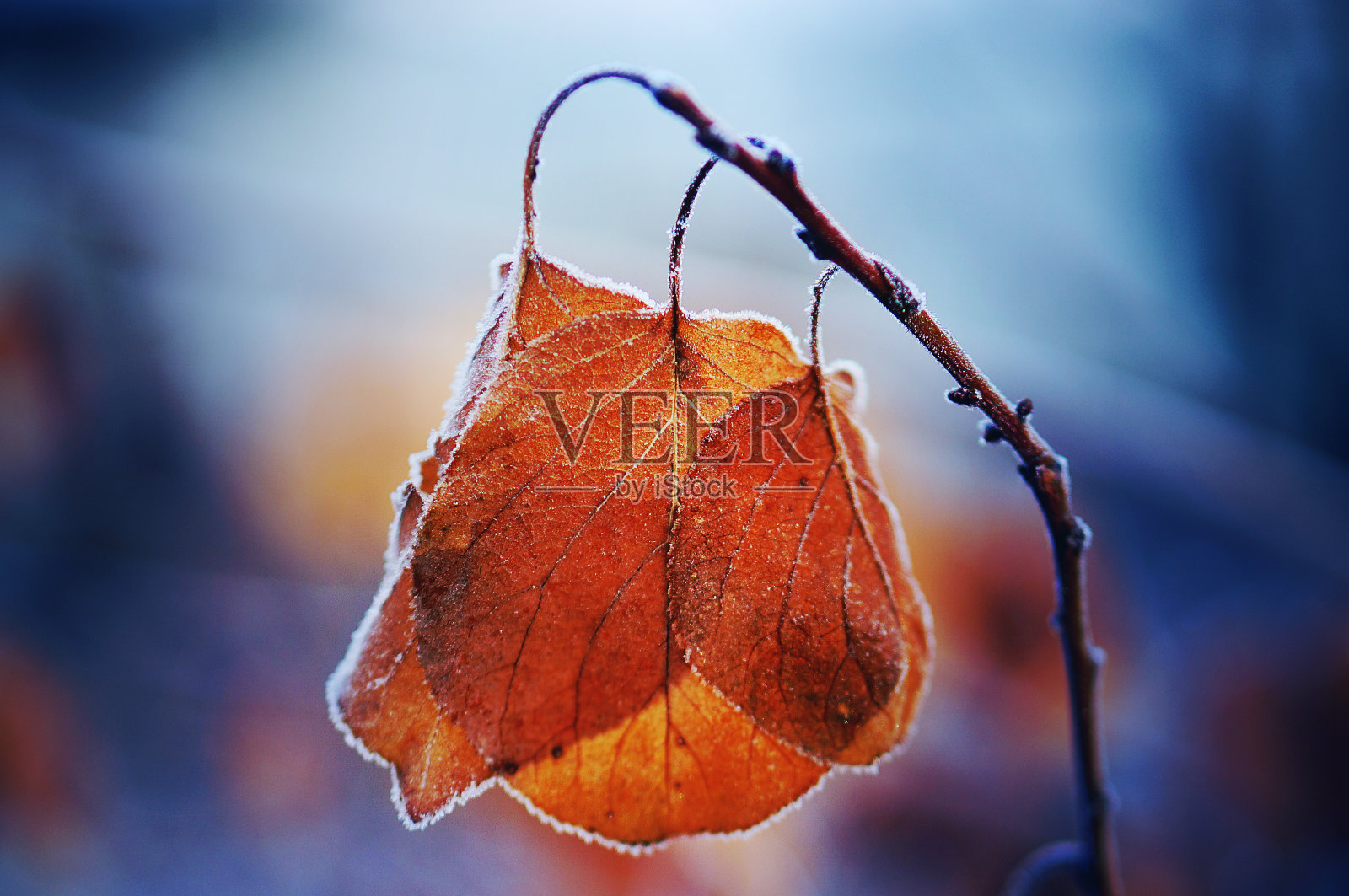 美丽的秋天和冬天的形象-近距离冻结的树叶覆盖着雾凇。季节变化的概念。照片摄影图片