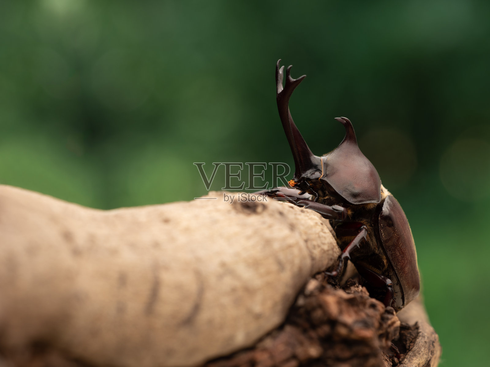 日本犀牛甲虫。照片摄影图片