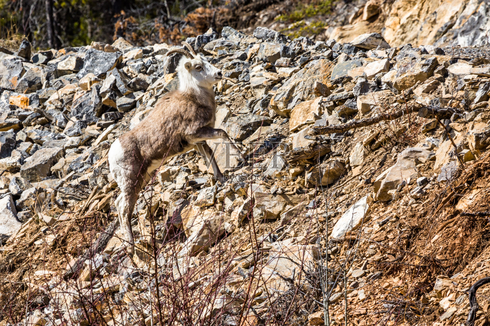 石质绵羊，母羊，在陡峭的山坡上松散的岩石。加拿大北部育空地区的路边。照片摄影图片