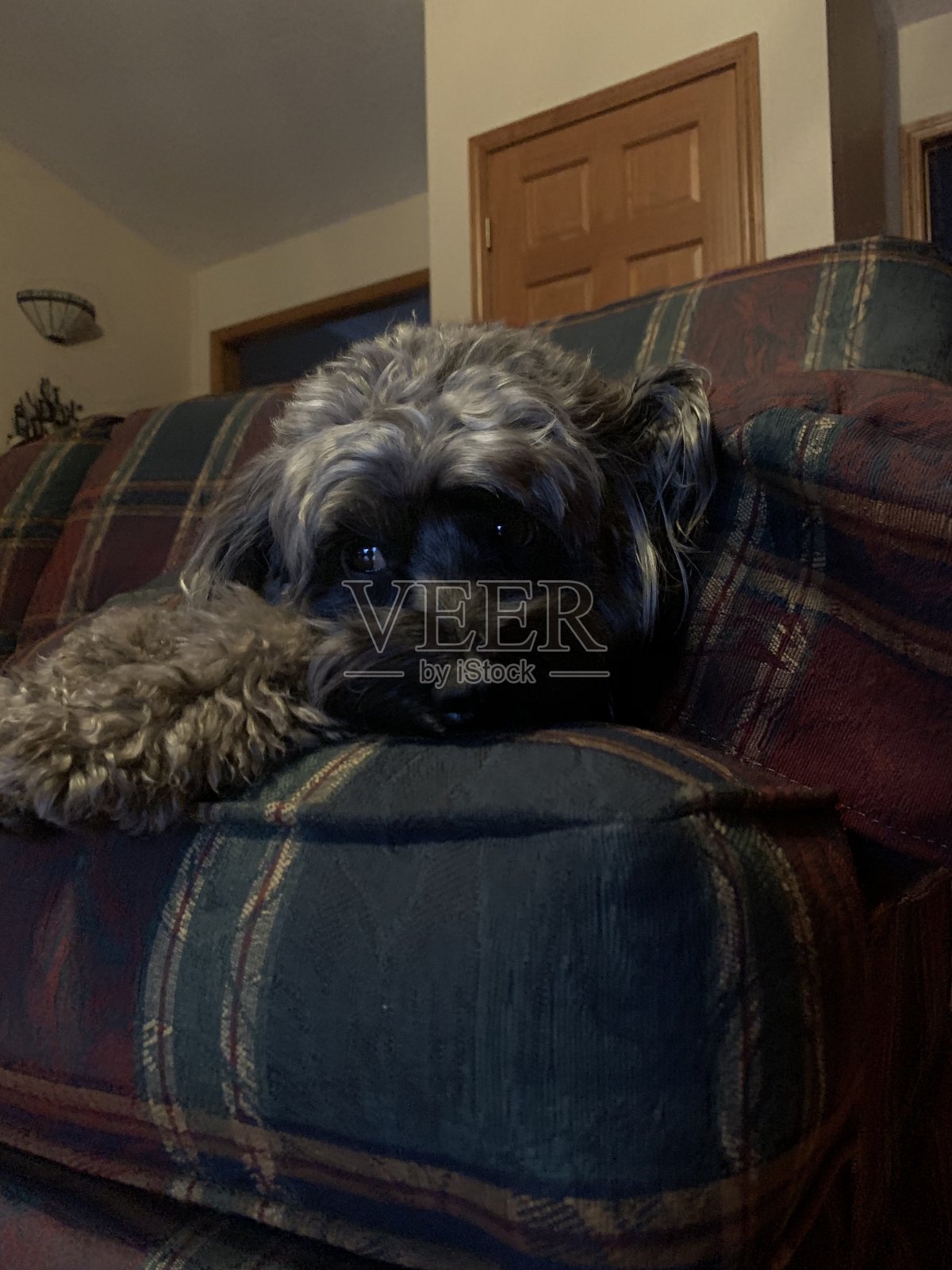 可爱的小狗照片摄影图片