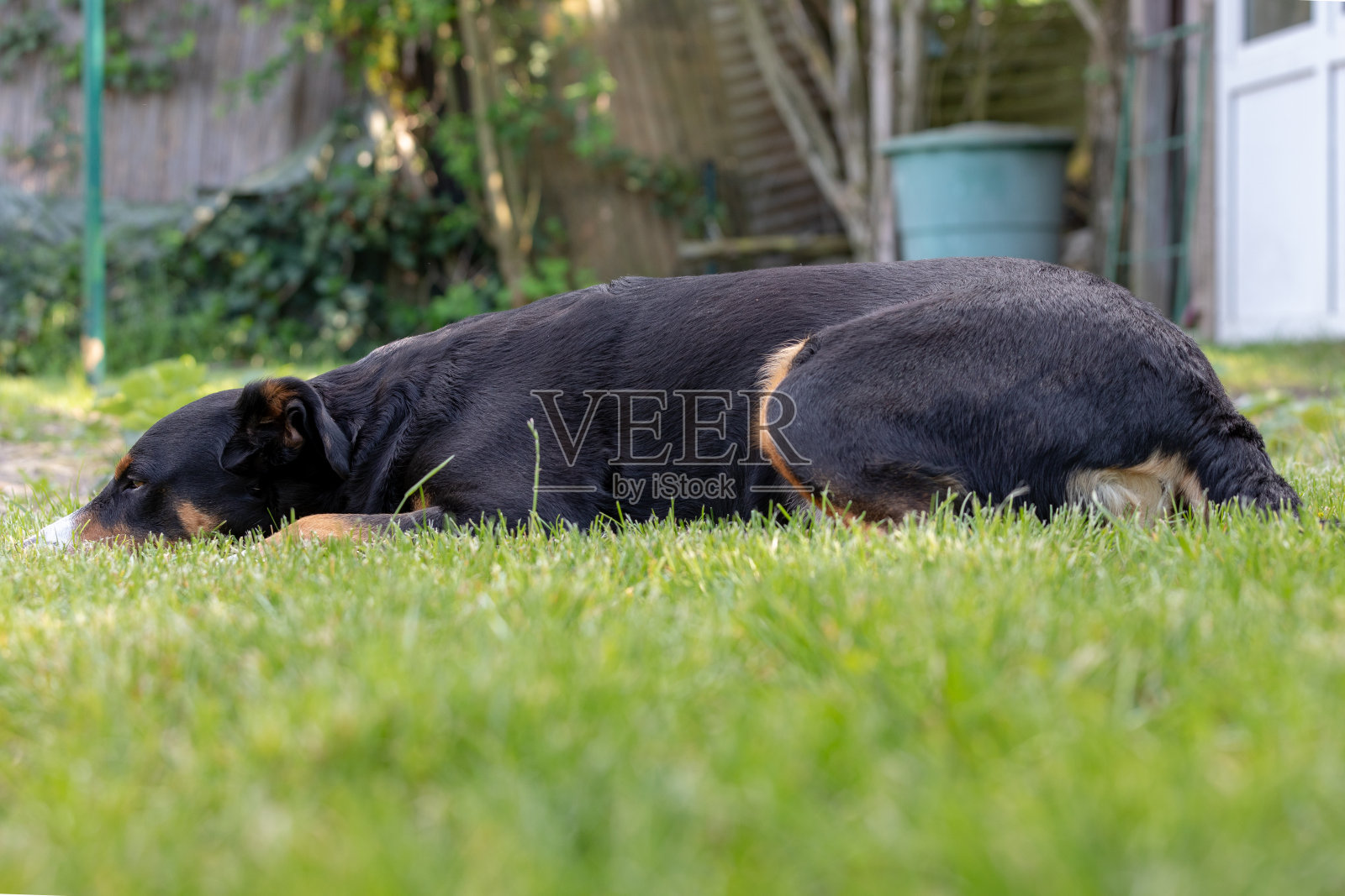 他的狗躺在草地上。照片摄影图片
