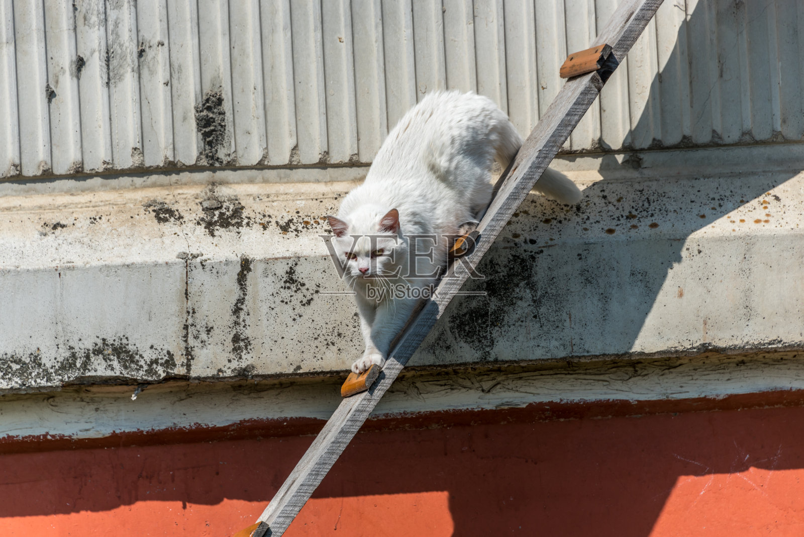 白猫从公寓窗户爬下猫楼梯照片摄影图片