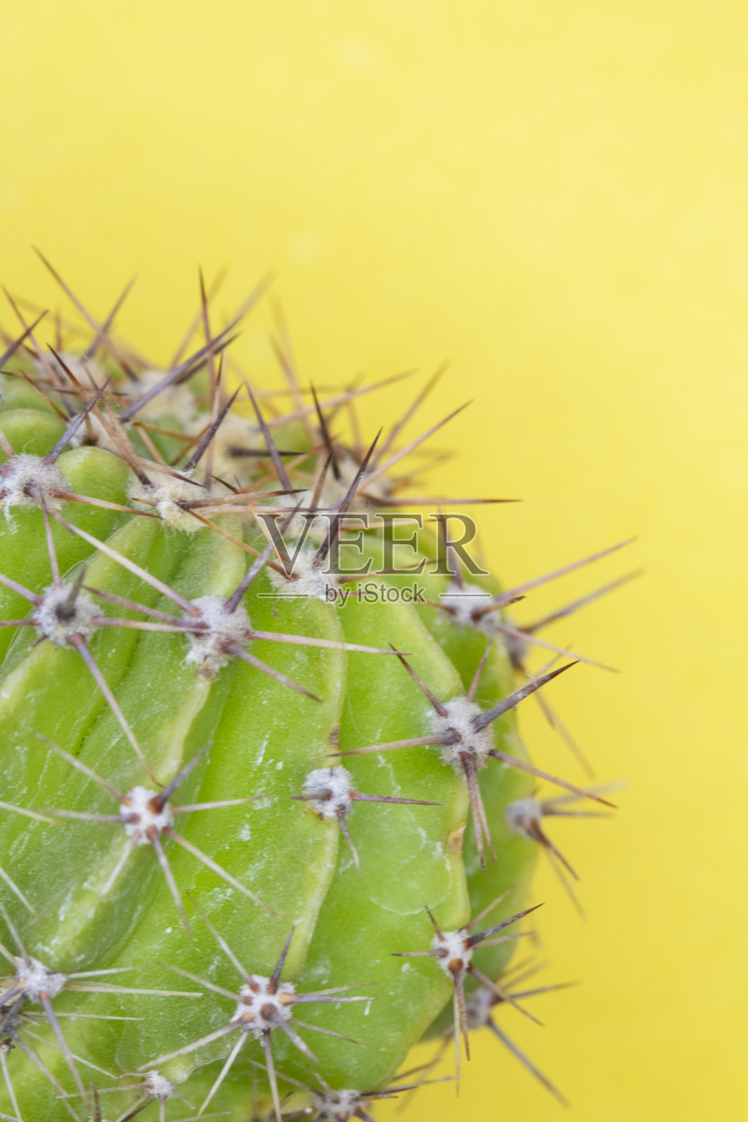 一个尖尖的仙人掌仙人掌或多肉的特写在一个黄色的背景照片摄影图片