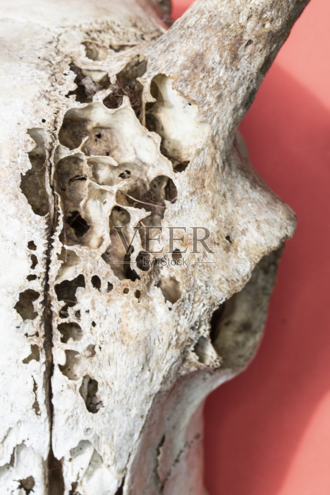 近距离的动物狐狸羊头骨在粉红色的背景照片摄影图片