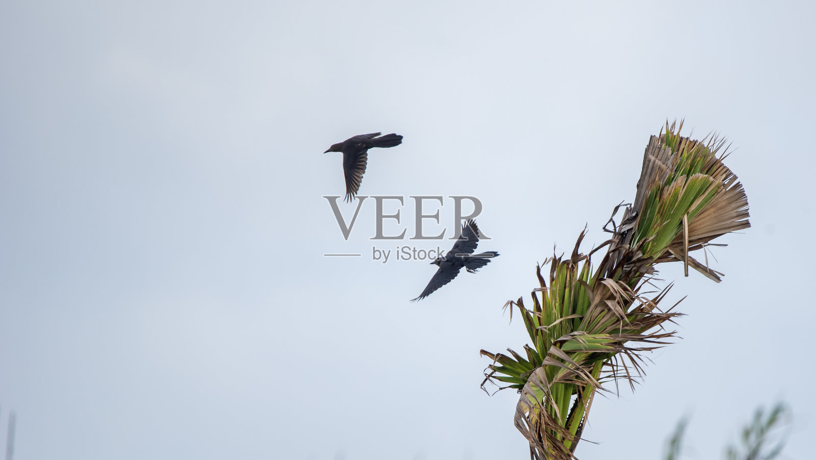 暑假照片摄影图片