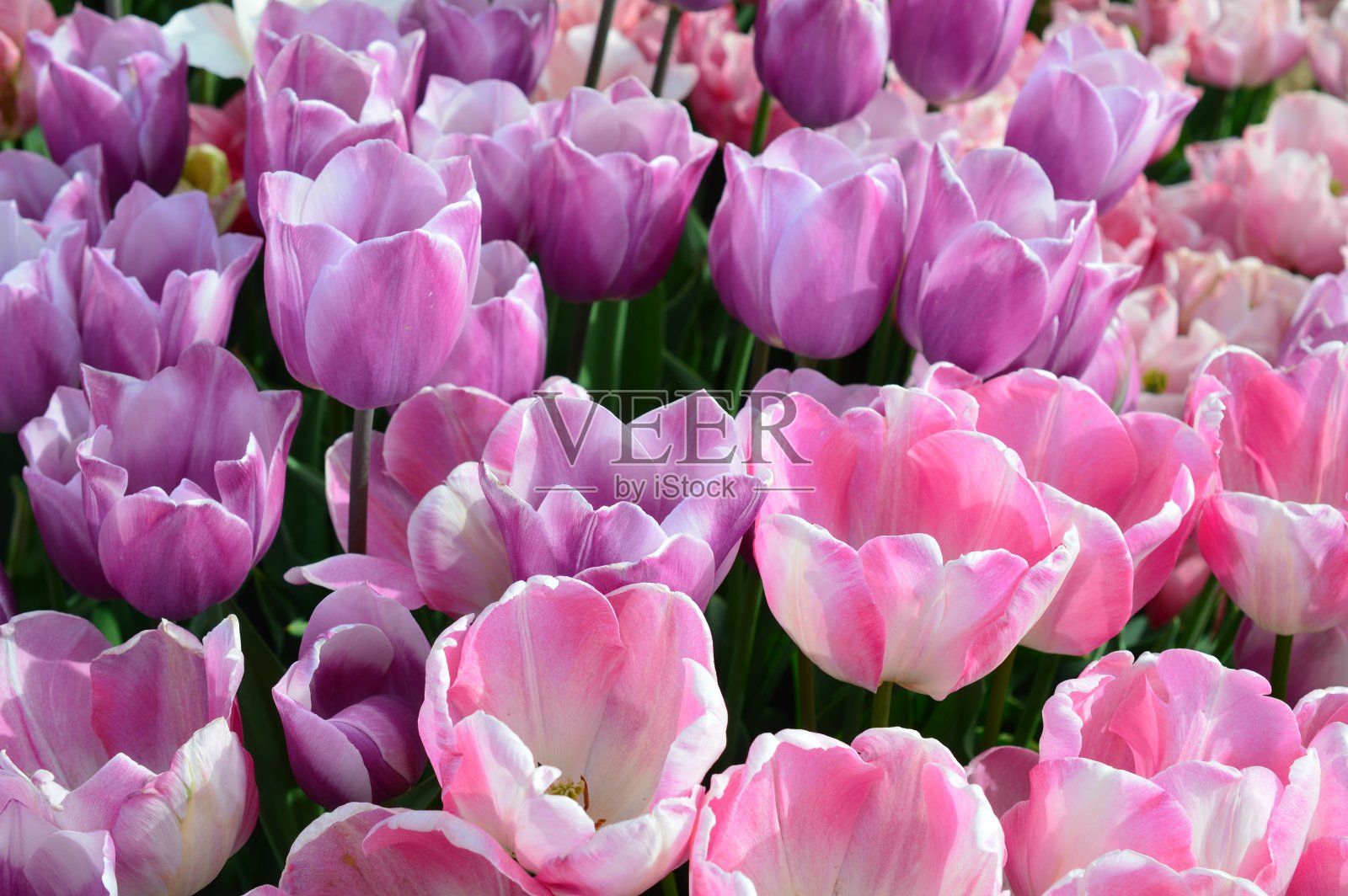 俄勒冈州伍德伯恩木鞋郁金香节上的粉色郁金香照片摄影图片