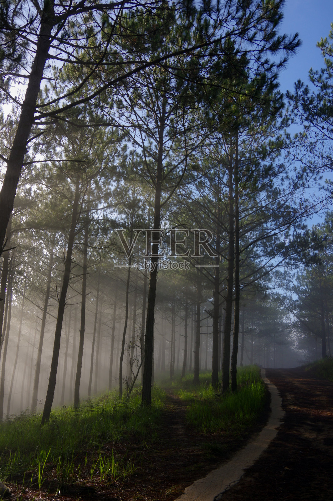 最好的背景松林与雾和阳光照片摄影图片