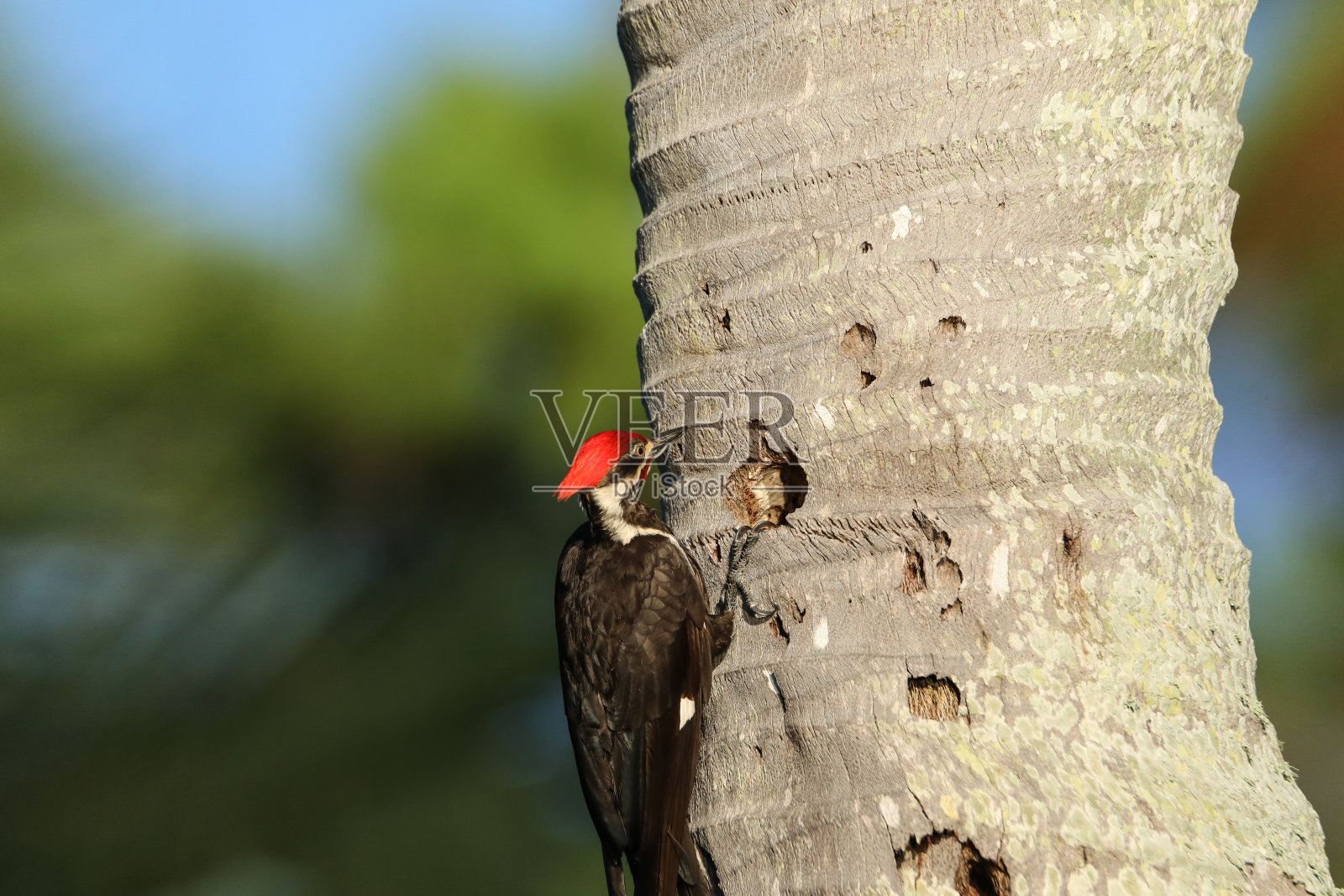 有羽毛的雄性啄木鸟照片摄影图片