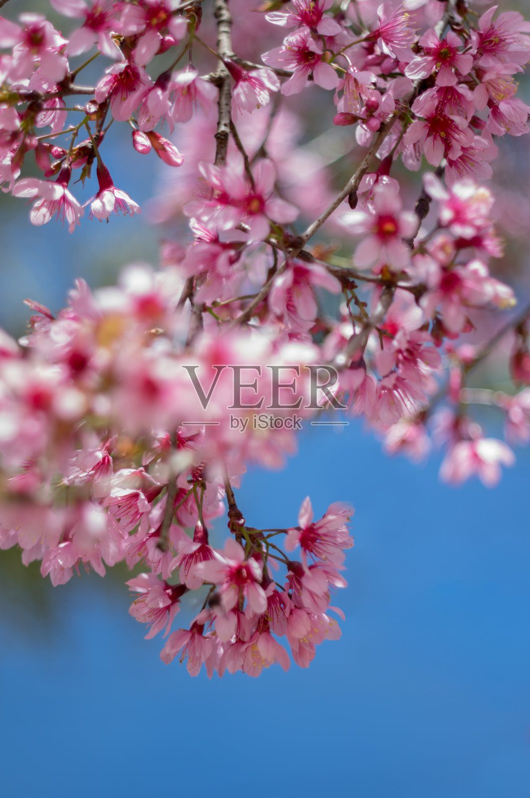 鲜花盛开的背景照片摄影图片