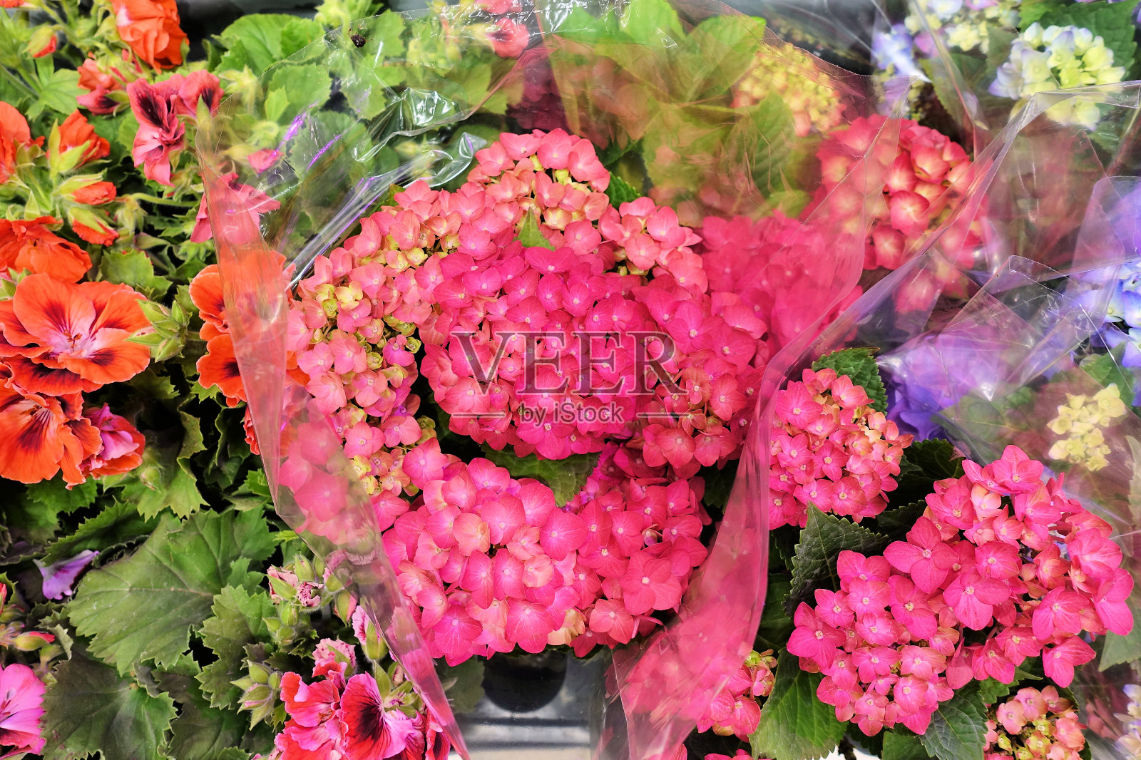 绣球，柔和的焦点，加上噪音。美丽的花朵。自然美。绣球花-美丽的绣球花花丛在花卉市场照片摄影图片