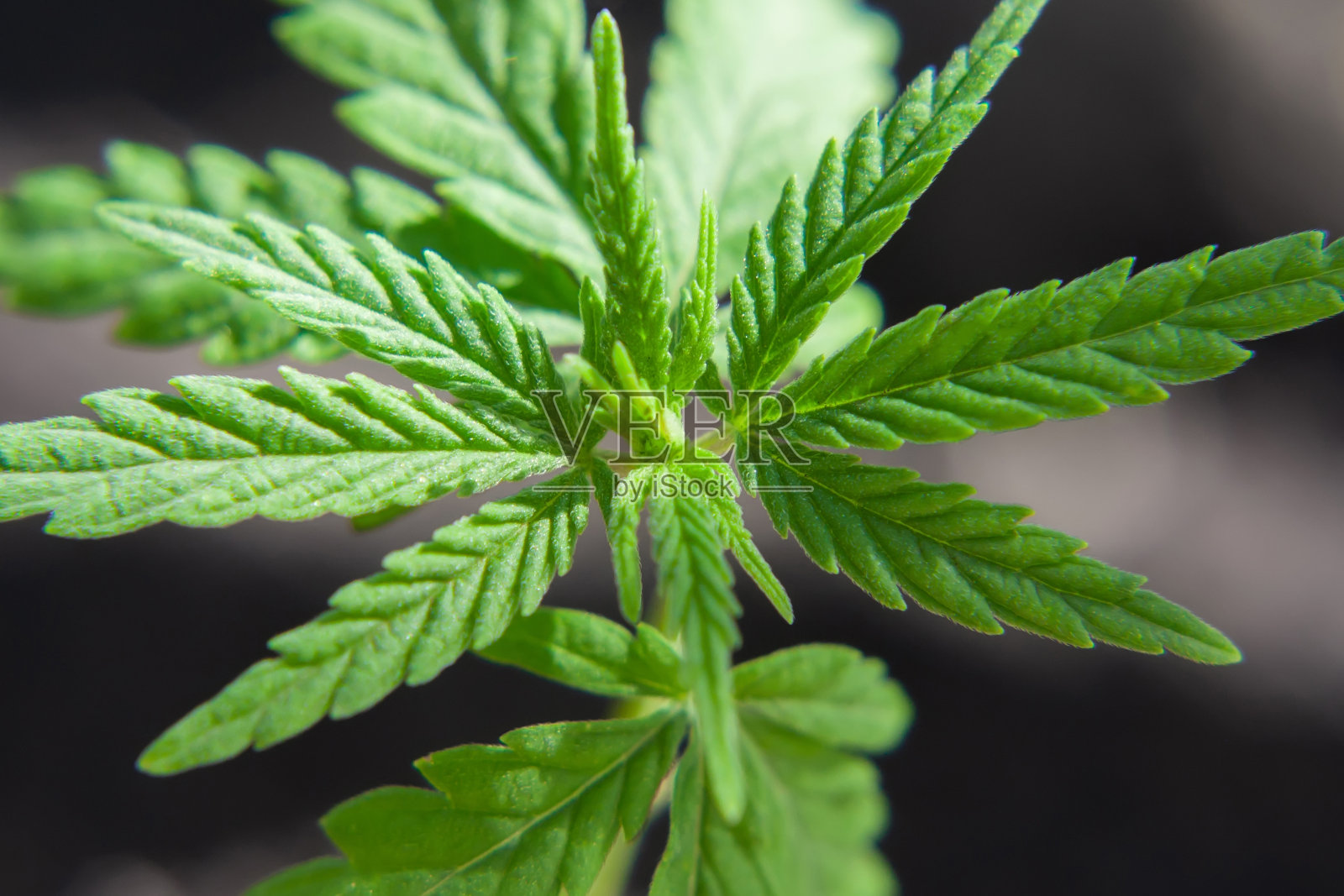 麻芽植物宏在一个美丽模糊的背景。大麻幼苗的质地从第一批叶子中逸出照片摄影图片