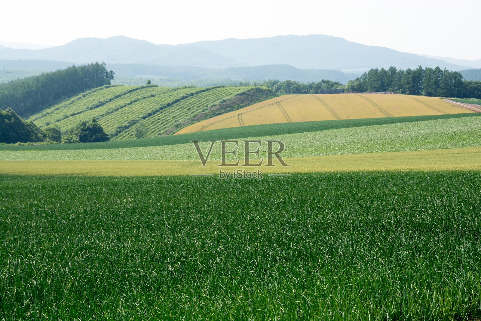 绿地农业区照片摄影图片