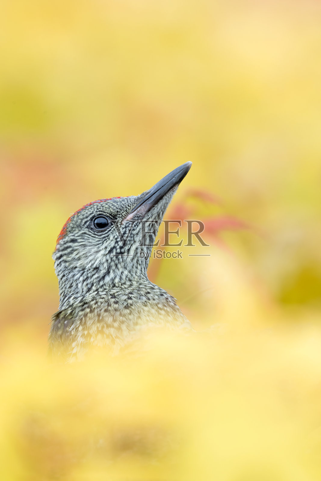 令人难以置信的欧洲绿啄木鸟在枫树林中的肖像(Picus virdis)照片摄影图片