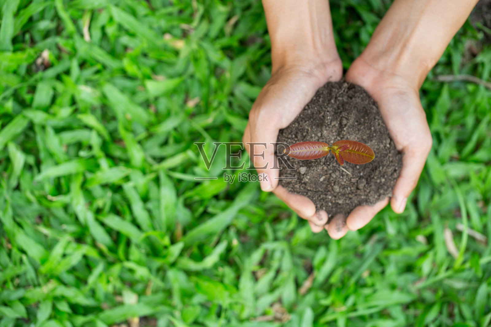 环境地球日，年轻妇女的手握树在自然的田野草，森林保护，生态理念照片摄影图片