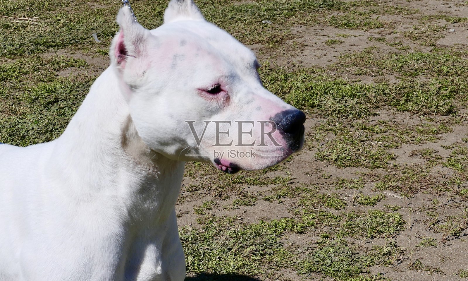 甜蜜比特犬需要一个家照片摄影图片