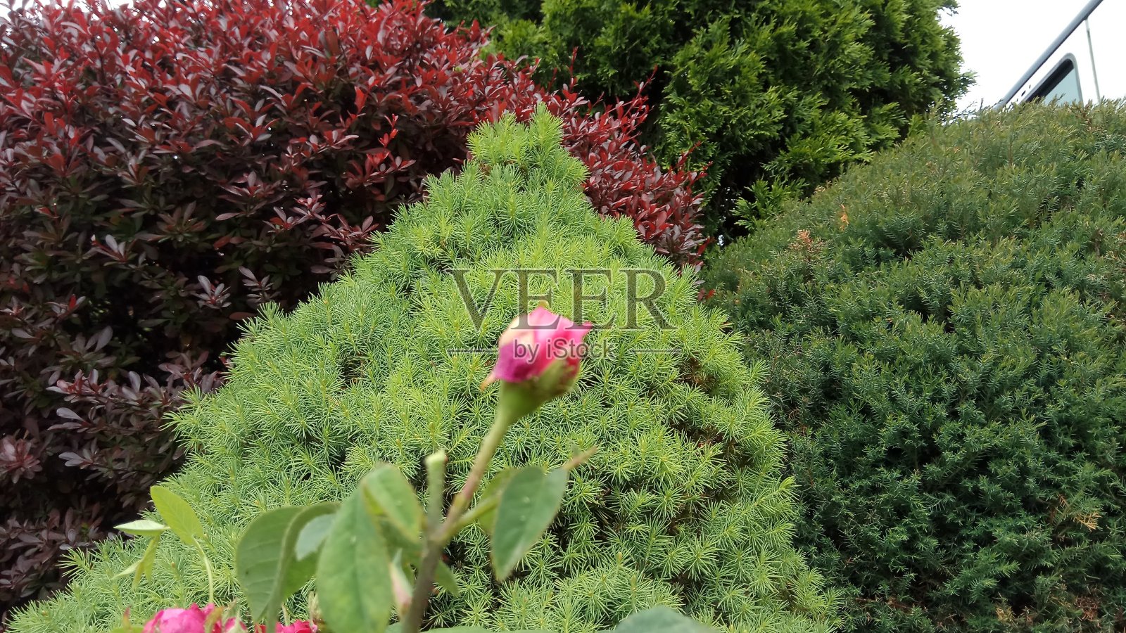 玫瑰照片摄影图片