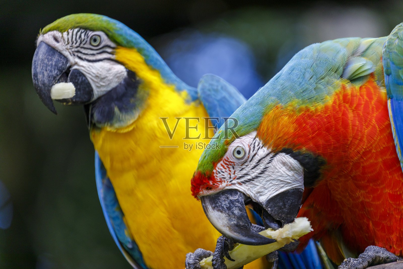 巴西潘塔纳尔湿地上的两只鹦鹉——热带鹦鹉照片摄影图片