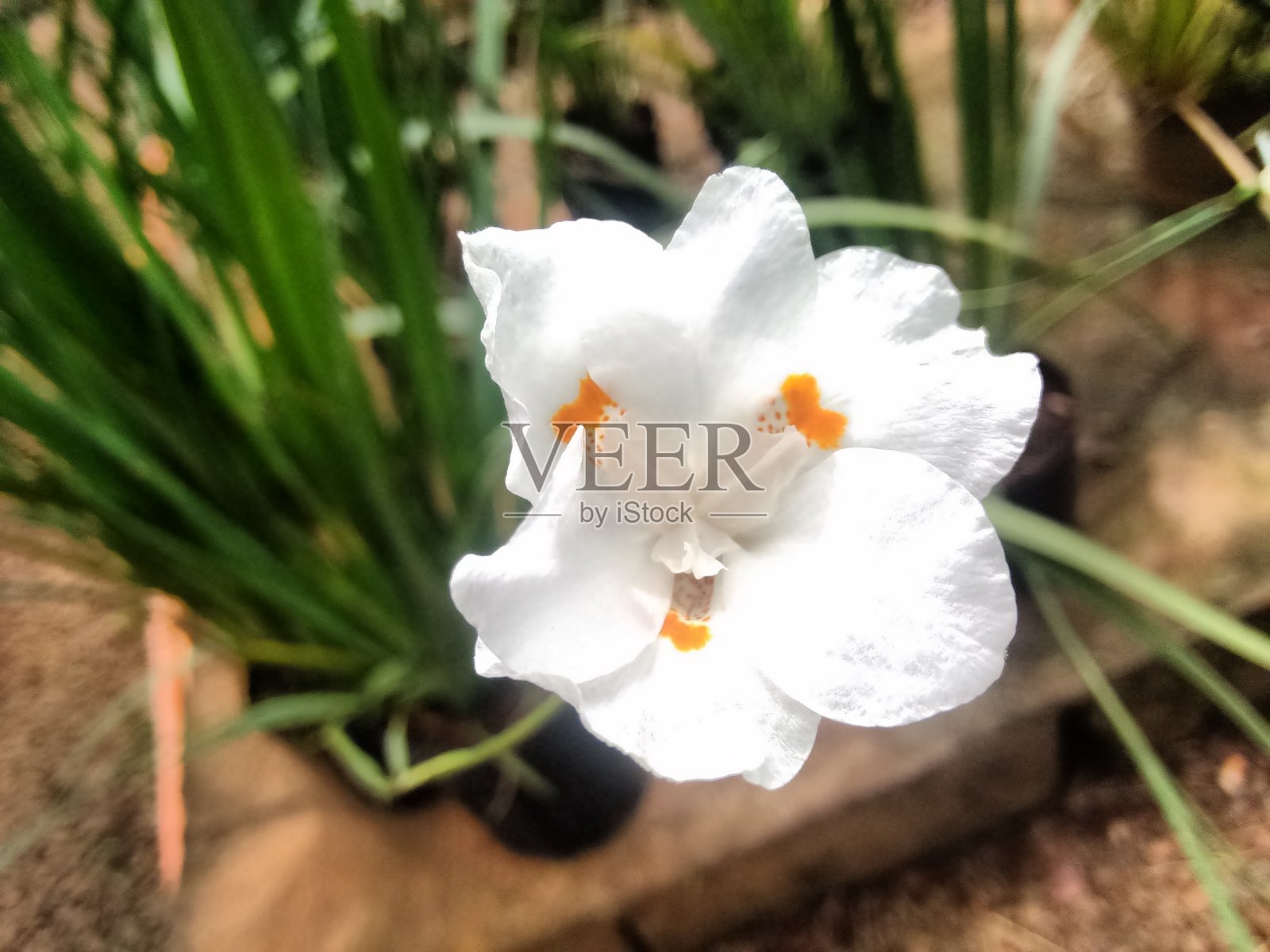 野生黄花鸢尾，野生黄花鸢尾，孔雀花，假鸢尾，常绿鸢尾，蝴蝶鸢尾，西班牙鸢尾，南非蝴蝶鸢尾，两周百合，非洲鸢尾，双色或蝴蝶旗。照片摄影图片