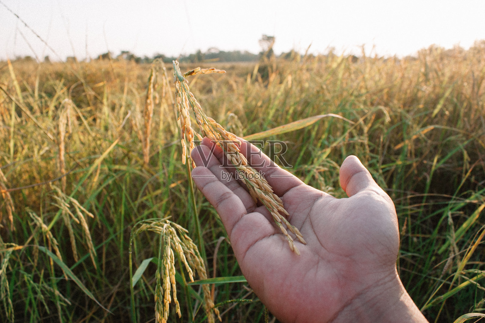 水稻种子照片摄影图片