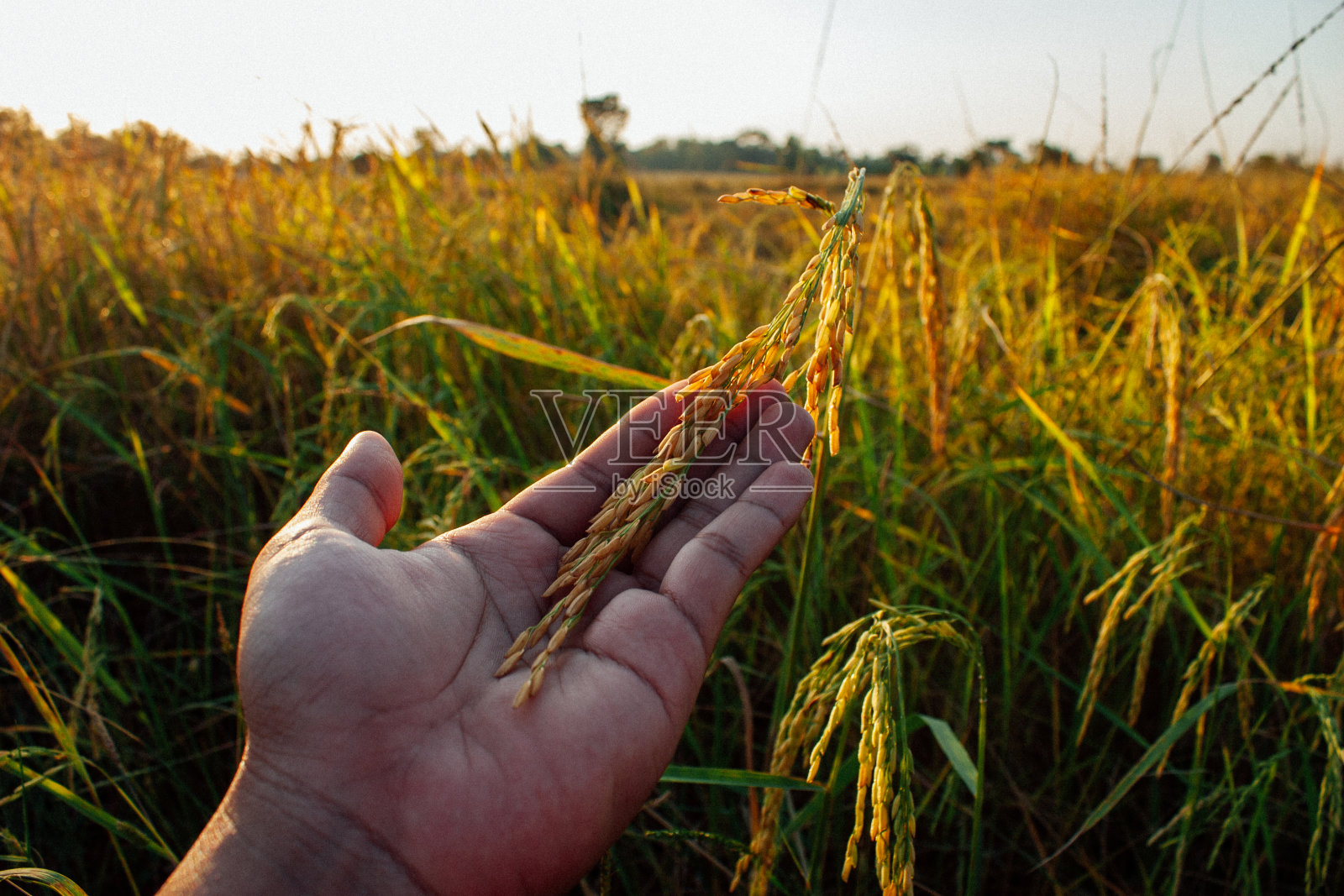 水稻种子照片摄影图片