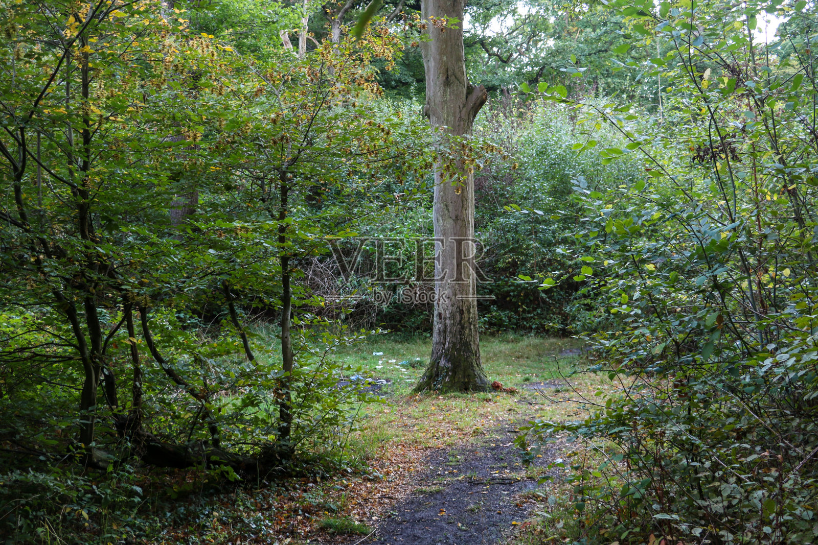 一棵笔直的树矗立在森林小径旁的空地上，树后枝叶茂盛照片摄影图片