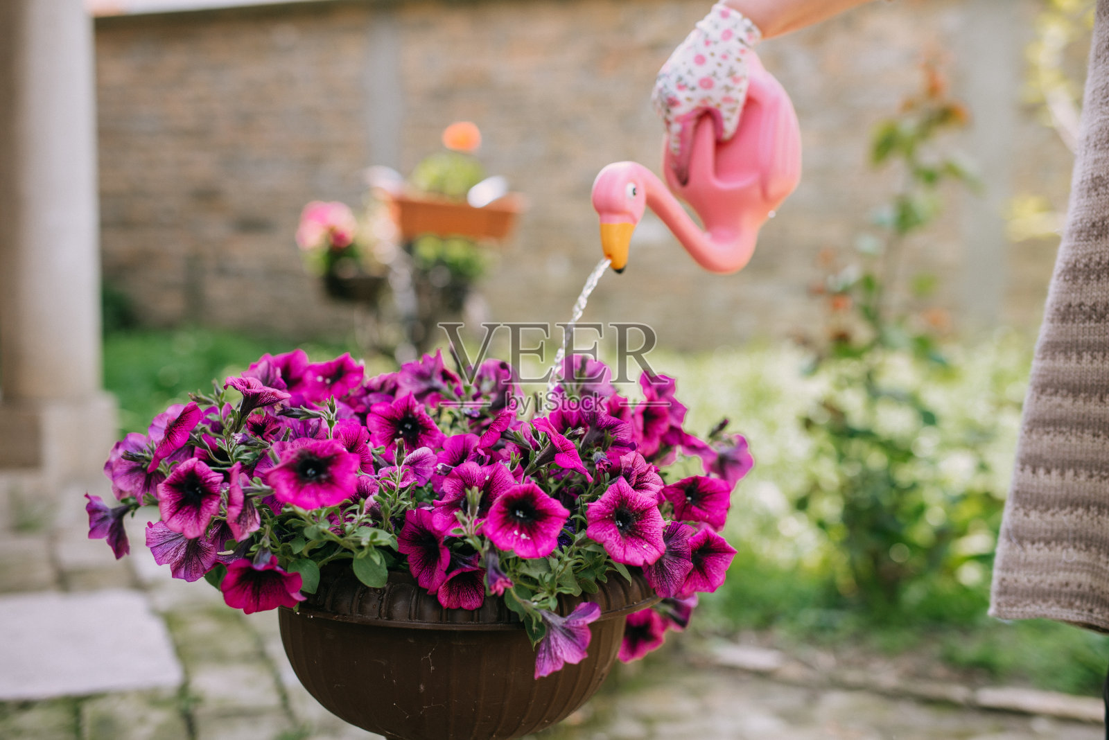 女人在花园的容器里给植物浇水照片摄影图片