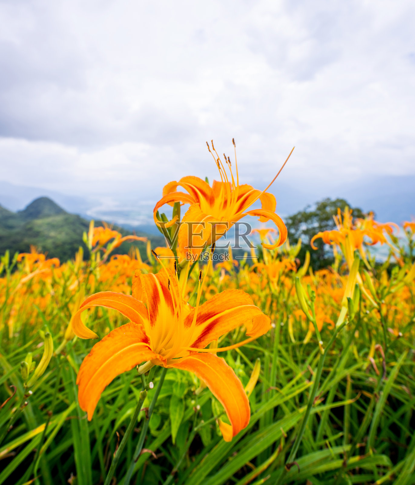 美丽的橘色黄花菜农场在六十石山(柳石丹山)与蓝天和云，阜里，花莲，台湾，近，复制空间照片摄影图片