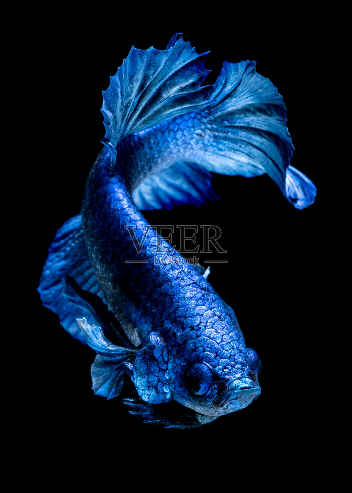 鱼缸里的斗鱼照片摄影图片