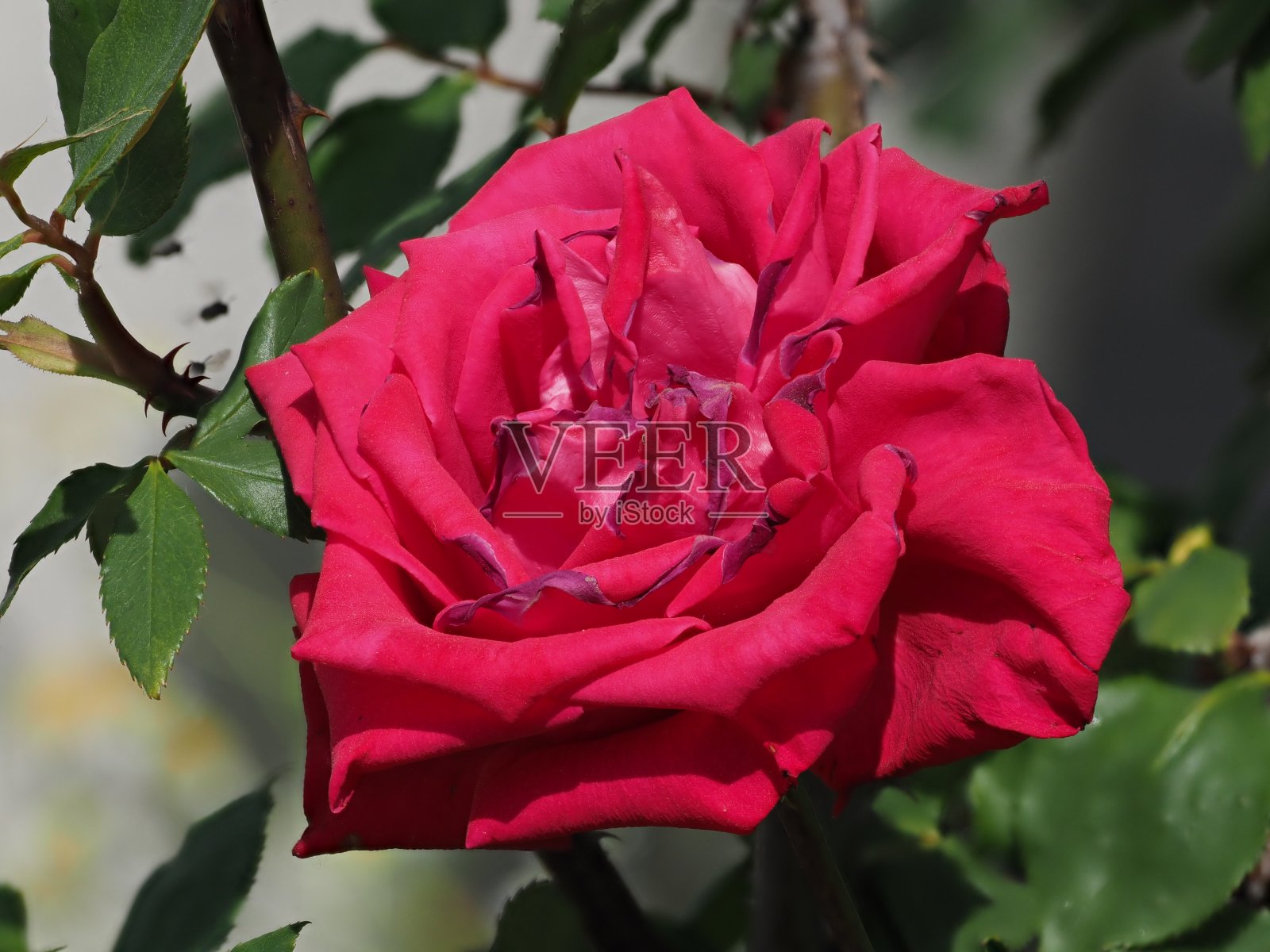 红玫瑰照片摄影图片