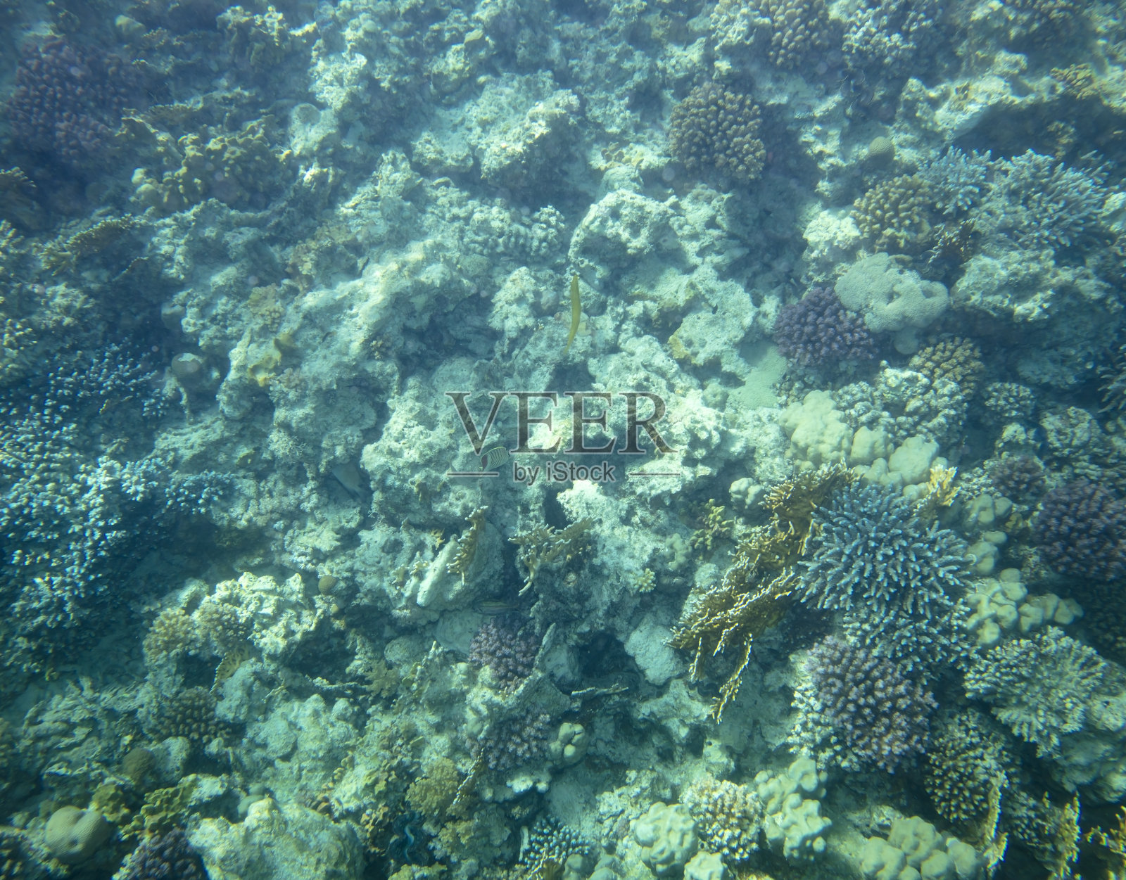 海鱼靠近珊瑚，水下照片摄影图片