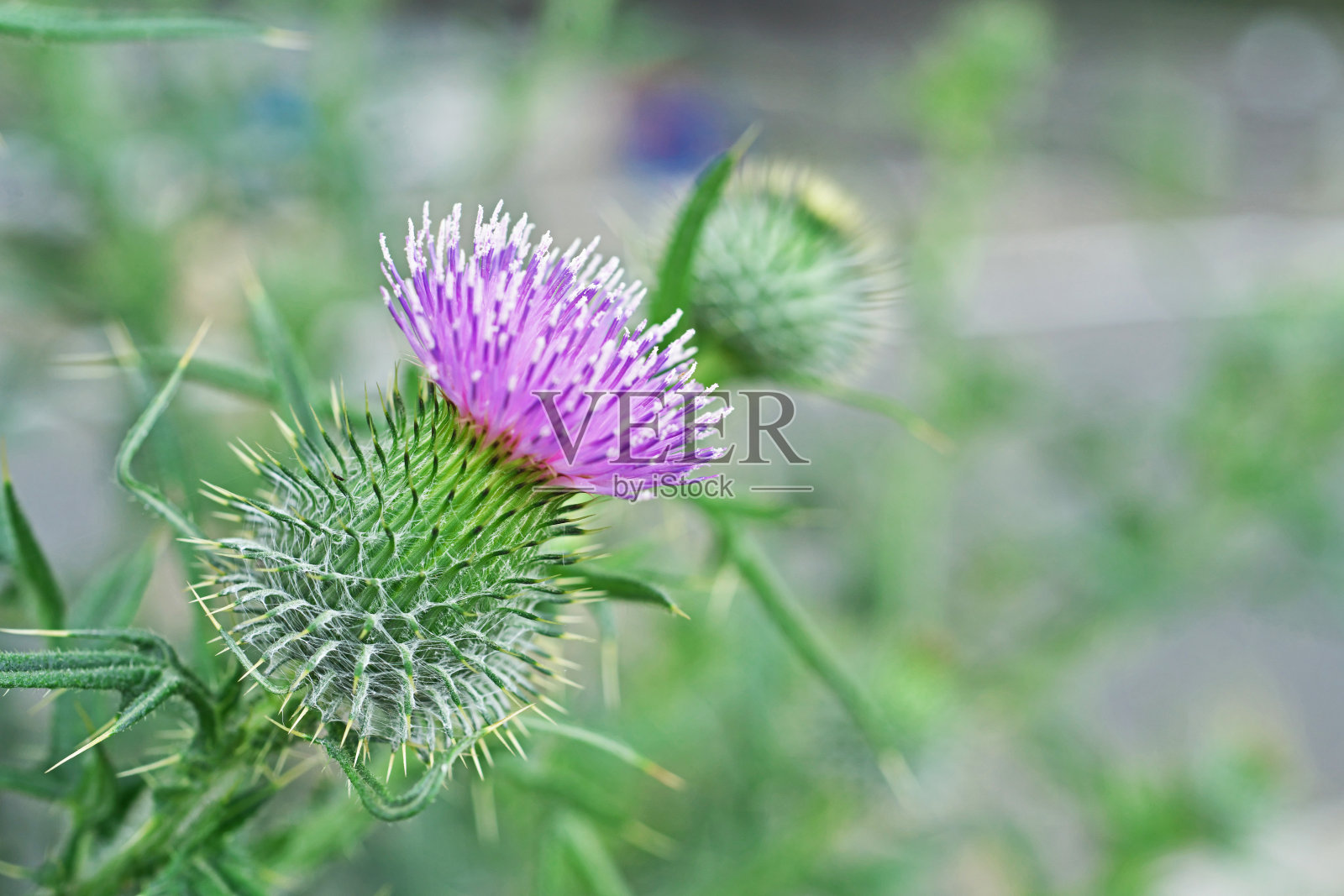 蓟照片摄影图片