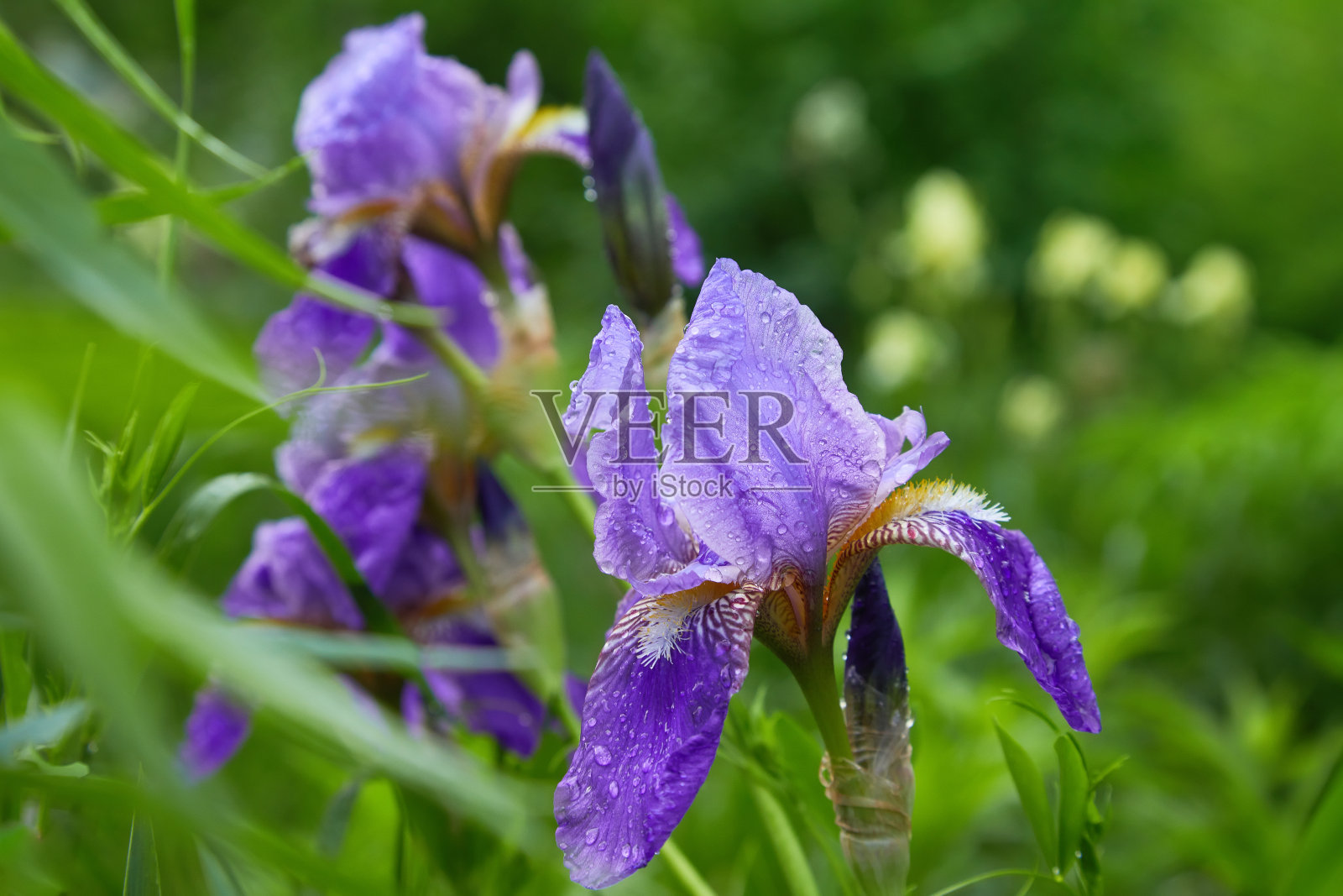 有露珠的髯鸢尾照片摄影图片