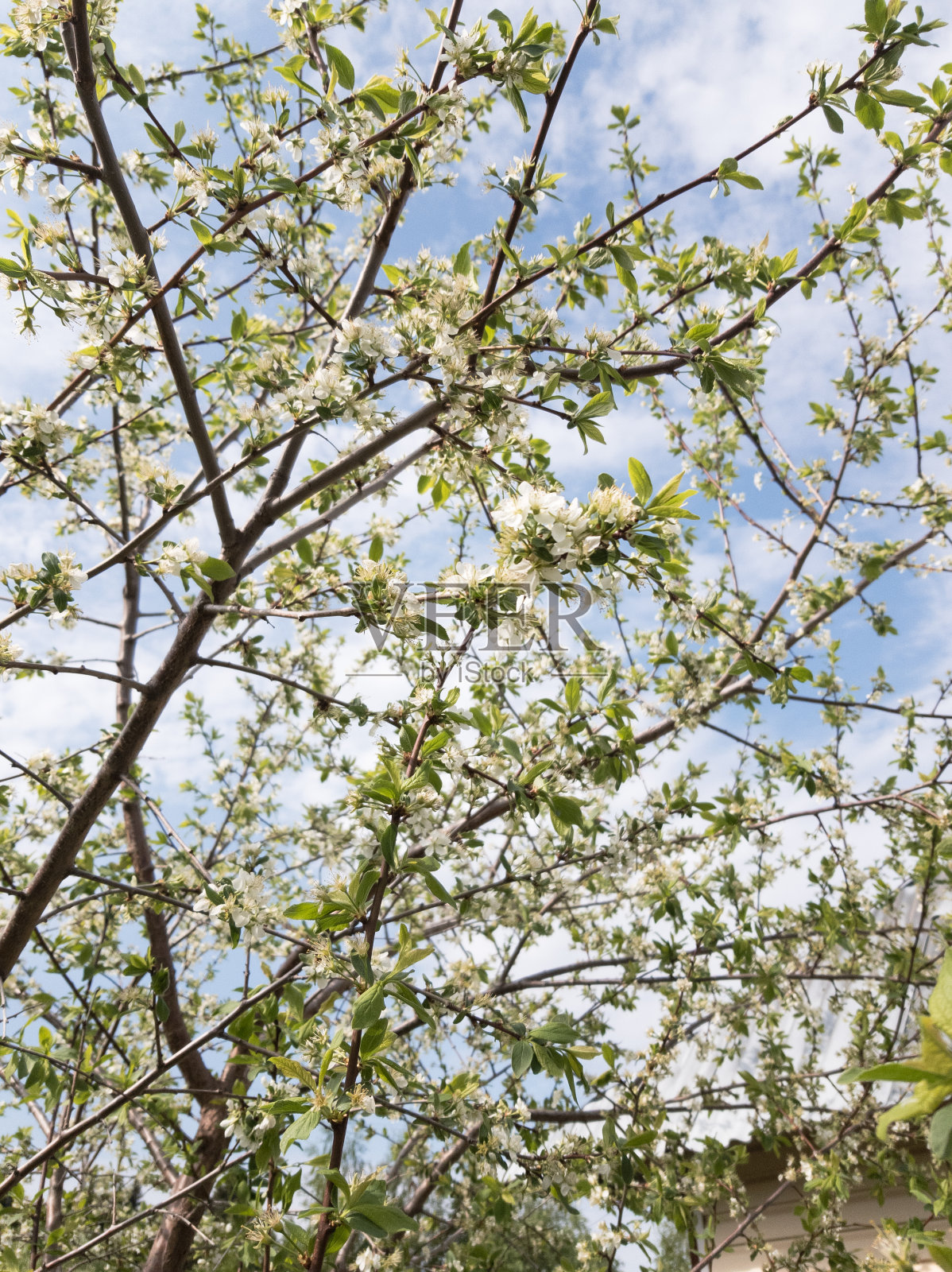 在阳光下开着小白花的野苹果。照片摄影图片