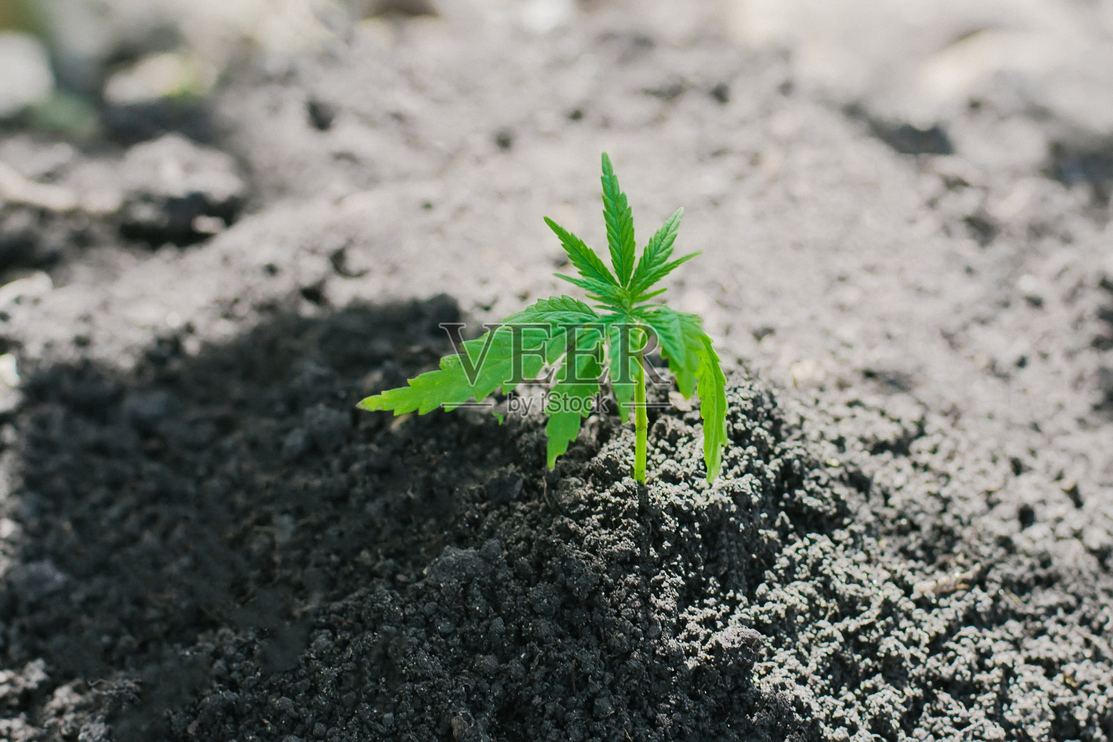 室内种植药用大麻植物芽。大麻植物。医疗保健用医用大麻大麻植物幼苗从种子生长照片摄影图片