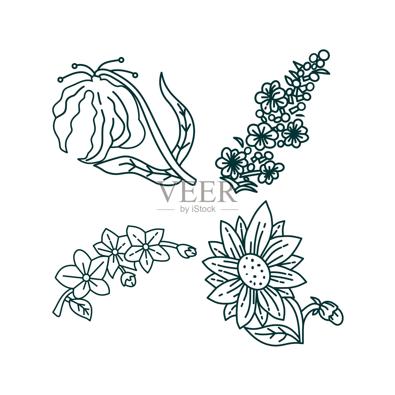 花叶子插图设计模板矢量插画图片素材