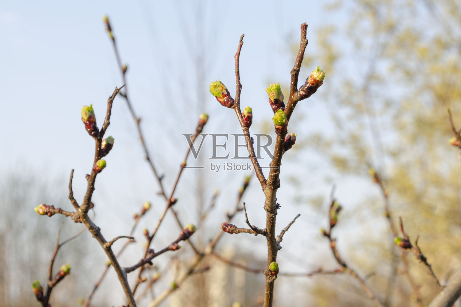 花园里的英国山楂芽。照片摄影图片