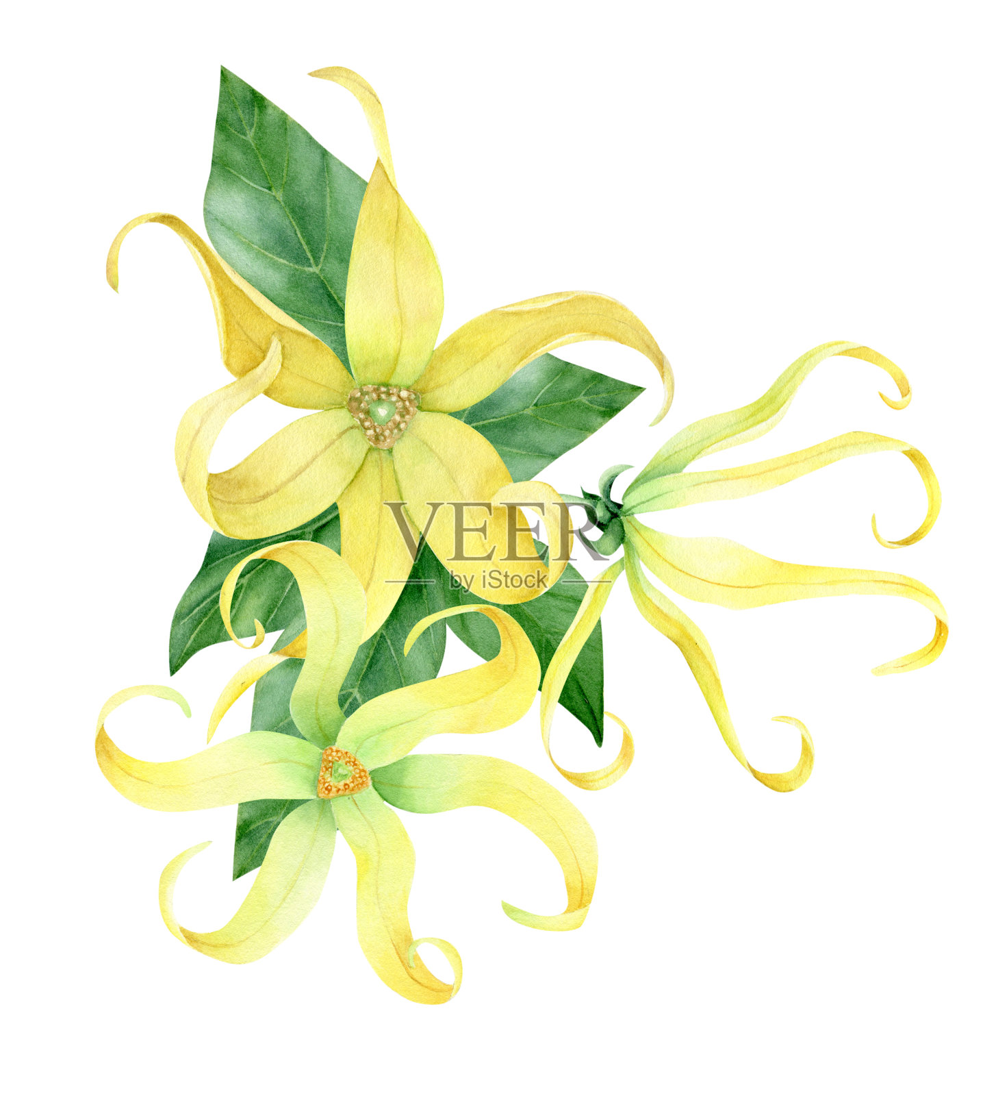 水彩依兰依兰收藏插画图片素材