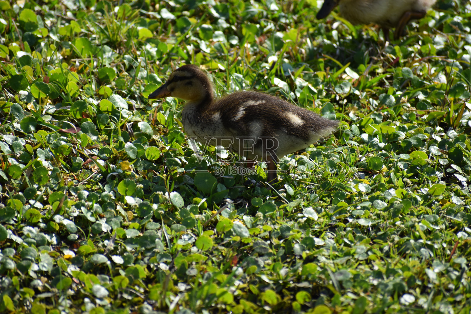 小鹅小鸭子照片摄影图片