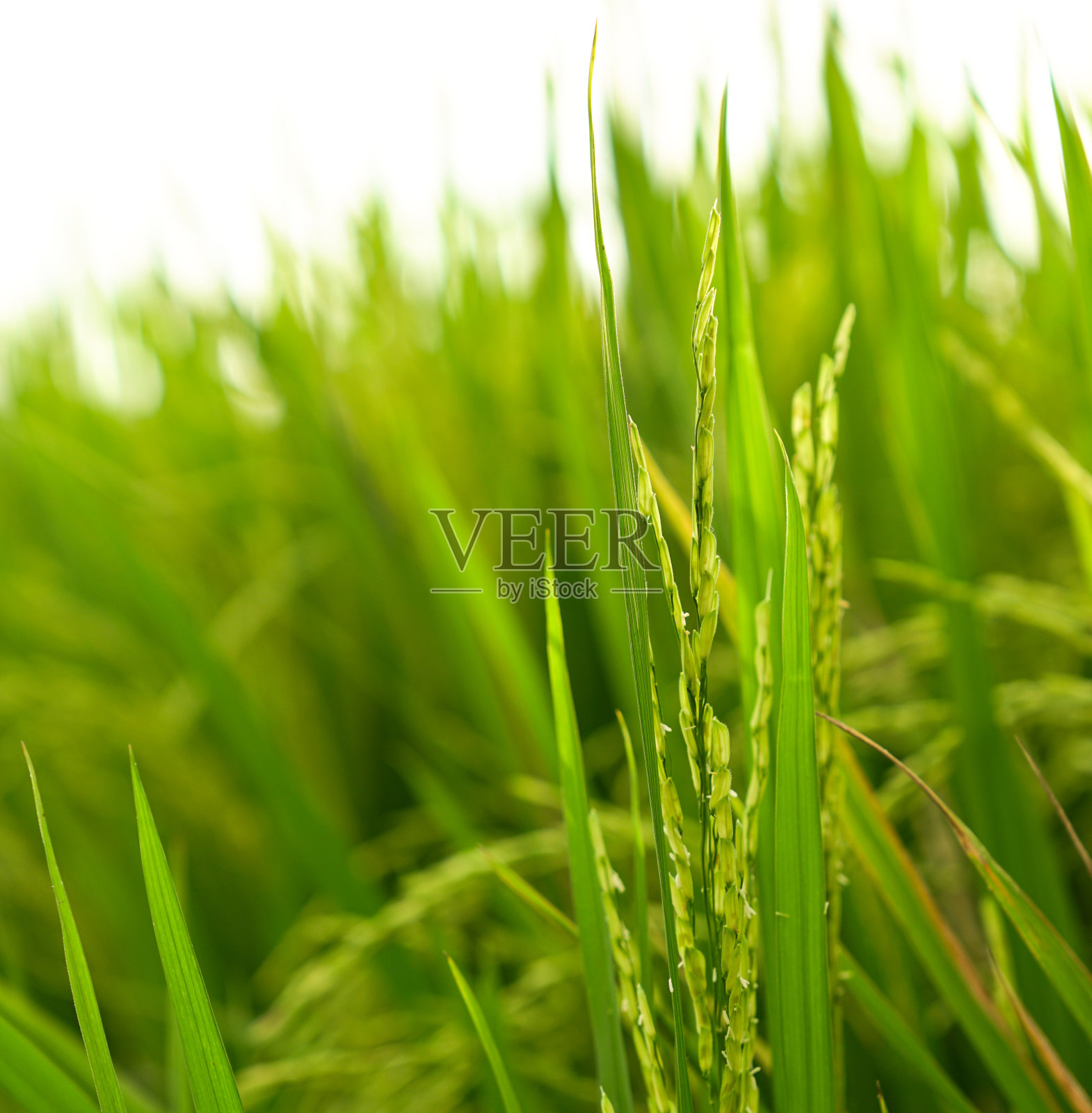 近距离拍摄的稻秆照片摄影图片