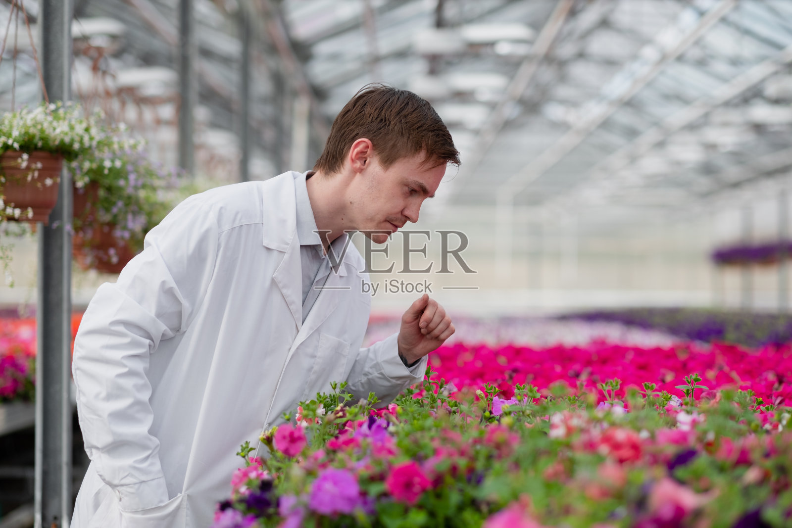 一个穿着白大褂的年轻男子，一个科学家、生物学家或农学家检查和分析温室里的花和绿色植物。照片摄影图片